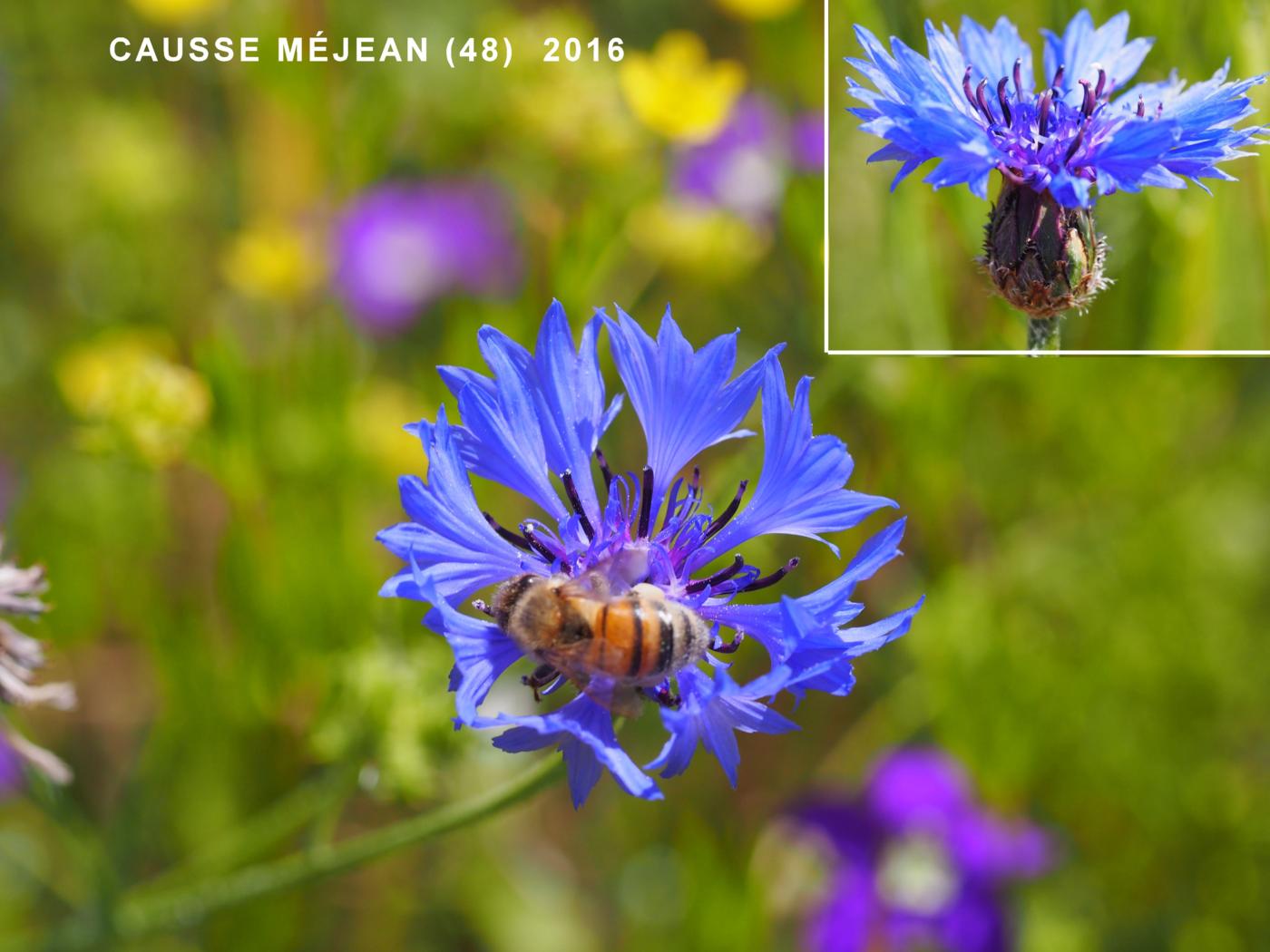 Cornflower flower